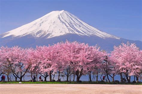 2,000+ Free Sakura & Cherry Blossoms Images